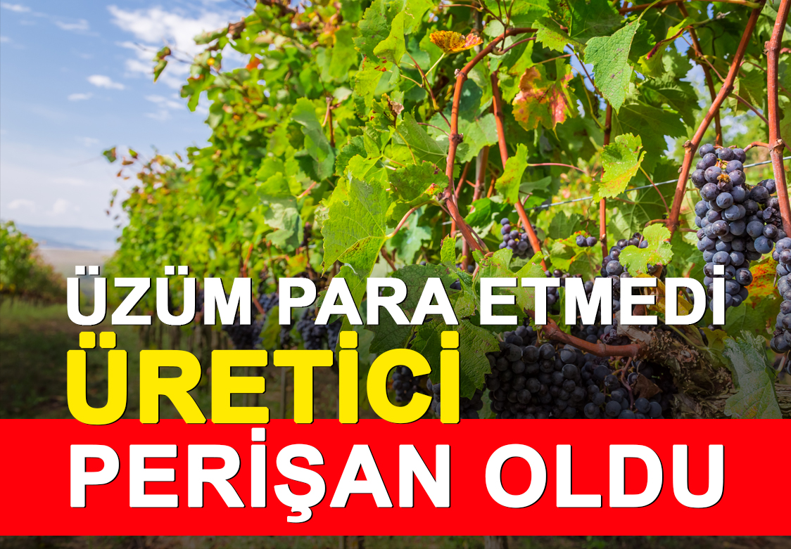 ÜZÜM PARA ETMEDİ ÜRETİCİ PERİŞAN OLDU.